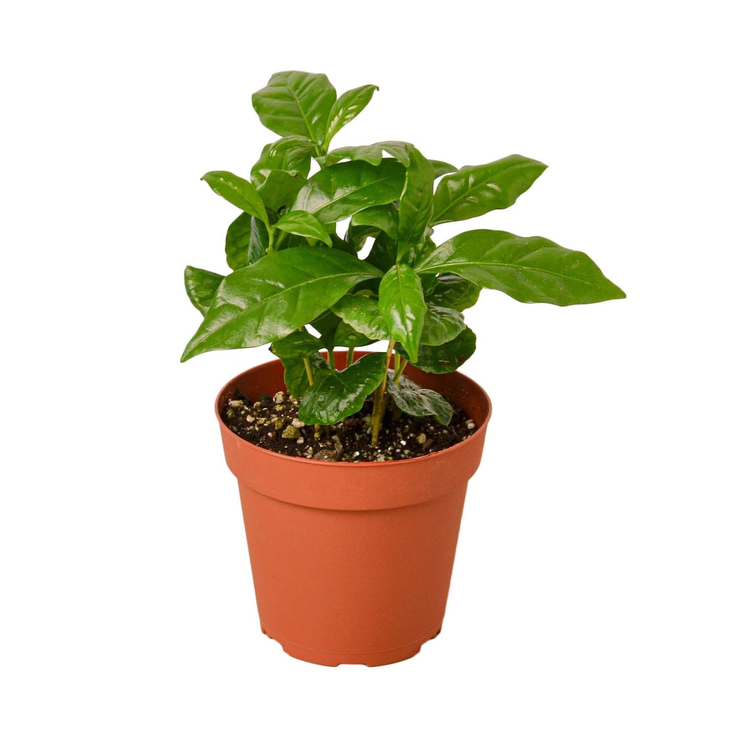Arabica Coffee | Live Plant for Indoor & Outdoor | for Living Room, Office, Bathroom | (3" Pot)