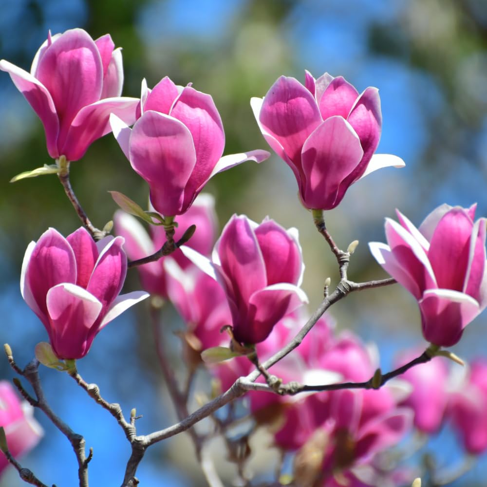 Pack 2 Jane Magnolia Plants Live, Fragrant Magnolia Bush Live Plants 6 to 12 Inch Tall, Tulip Shaped Magnolia Flowers Seedlings in 2.5 Inch Pot
