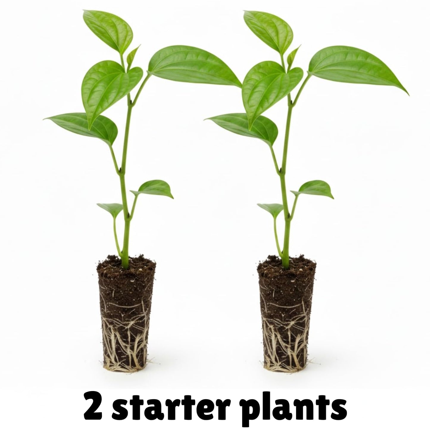2 Black Pepper Plants, 4-7" Tall Black Pepper Plant Live, Piper Nigrum Starter Plant, Well Rooted for Garden Growing
