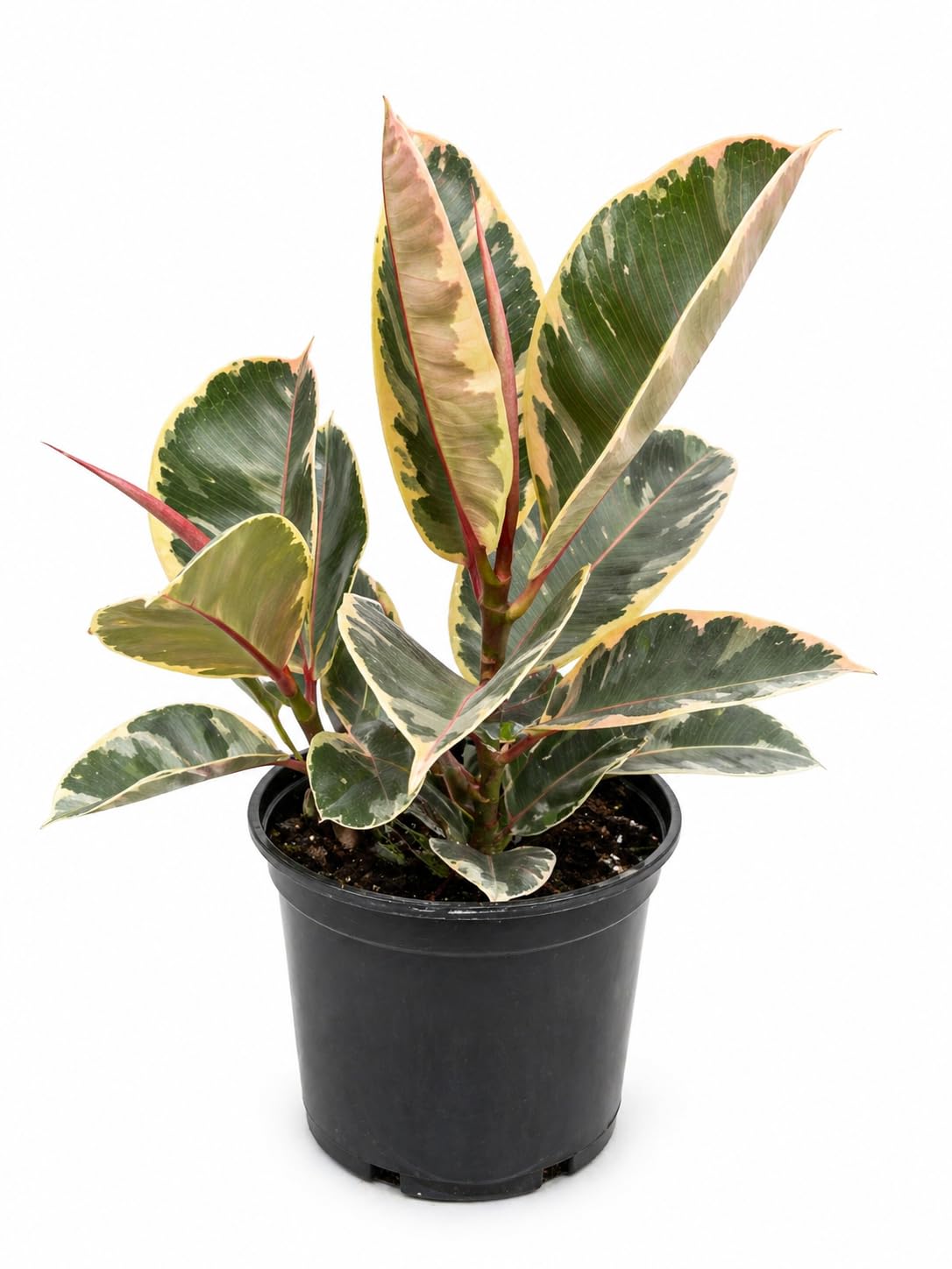 Variegated Rubber Plant, Ficus Elastica, Creamy White, Soft Green and Pink Foliage, 1 Gallon, Low-Maintenance Indoor Houseplant