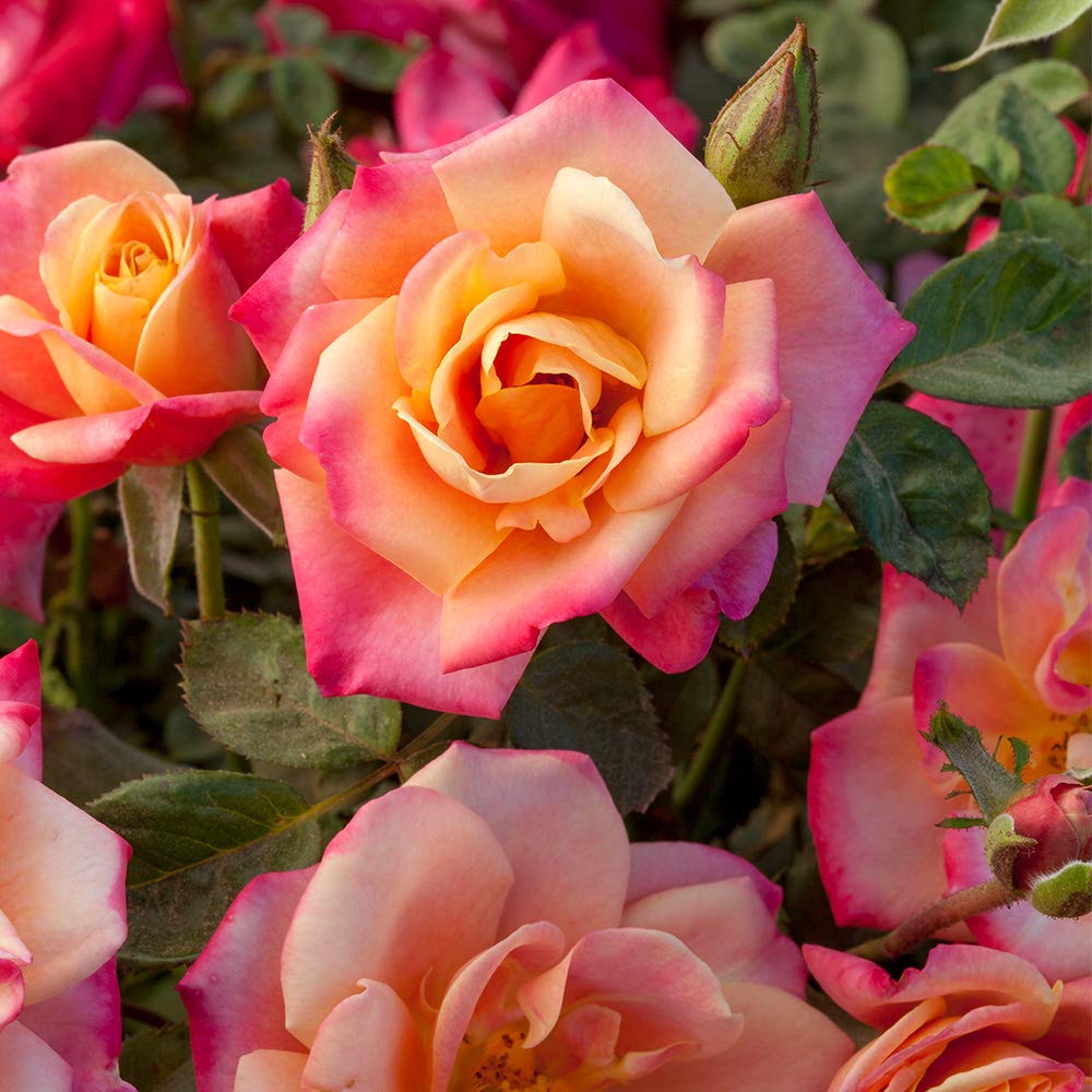 Heirloom Floribunda Roses, Live Own Root Plant for Outdoor Garden, Polynesian Punch™, Moderately Fragrant, Hardiness Zones: 6-9, Continual Blooming