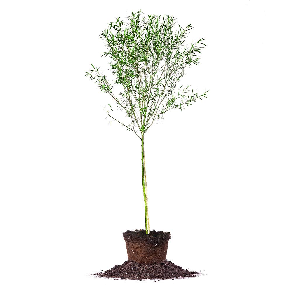 Weeping Willow 5-6'