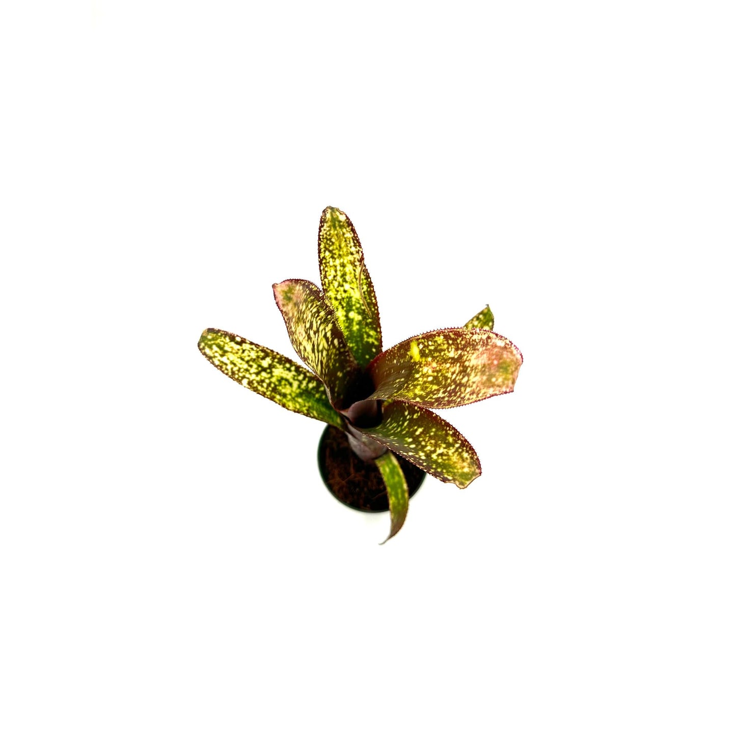 ragnaroc Live Plants – Bromeliad Billbergia Casa Blanca, 8-12" in 4" Pot - 1ct - Live Arrival Guaranteed - House Plants for Home Decor & Gift