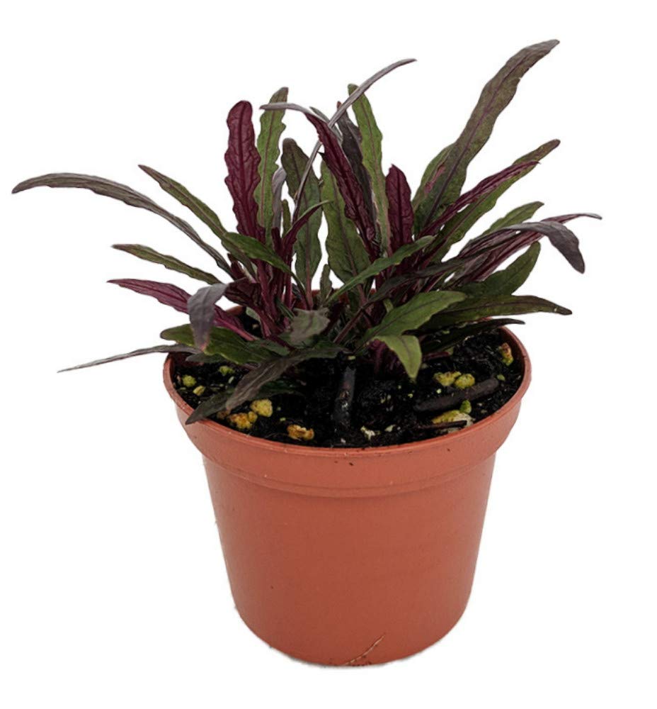 Dragon's Tongue Plant - Hemigraphis - Terrarium/FairyGarden/Houseplant- 2.5" Pot