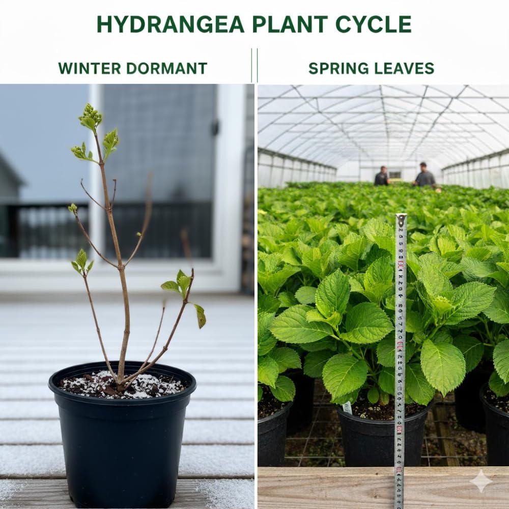 Hydrangea Live Plant, 6-12 Inch Tall, Hardy Flowering Shrub in 2.5" Pot, Outdoor Garden Hydrangea Bush (Blue Hydrangea)