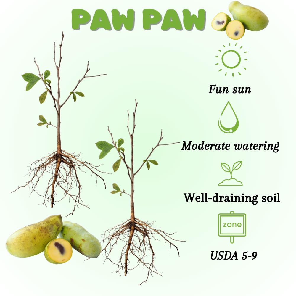 Set 2 Pawpaw Bareroots Live Plant 12-18 Inches Tall, Pawpaw Tree, Asimina Triloba Fruit Tree, Cold Hardy for Outdoor Gardening