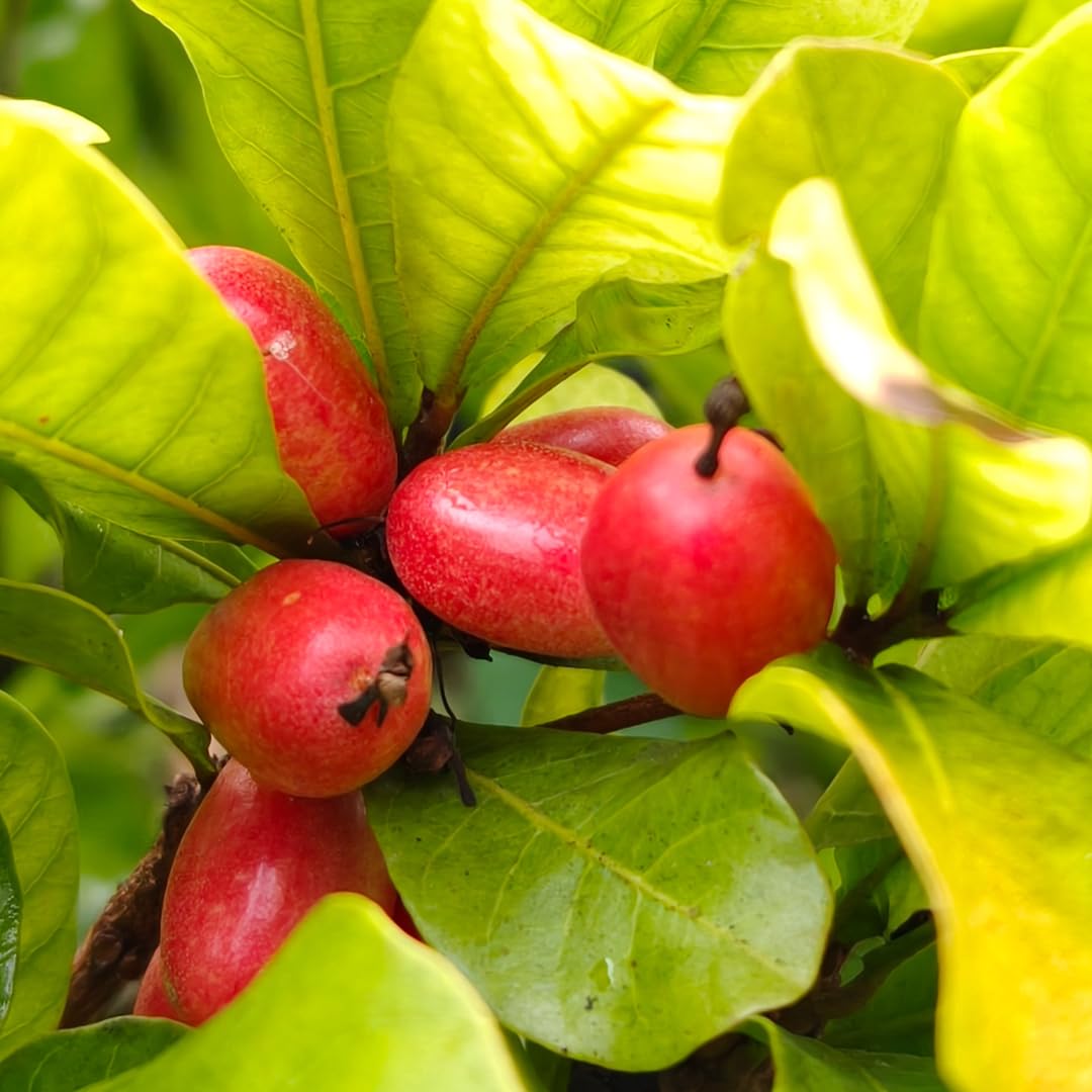 Miracle Fruit Tree Live Plant, Edible Miracle Berry Plants, 1-2 Ft Tal in 3 Gallon Pot for Indoor or Outdoor Planting, No Ship CA