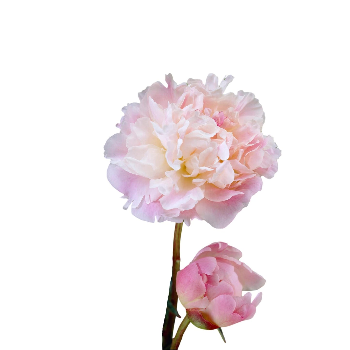 Easy to Grow Peony Lady Alexandra Duff 1 Root Division - Fragrant Light Pink Flowers Bloom in Spring (Paeonia)