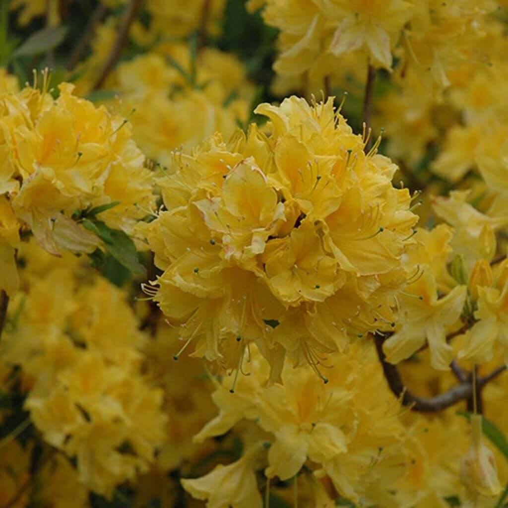 Live Plant - Aromi Azalea Rhododendronsmall Starter Plant
