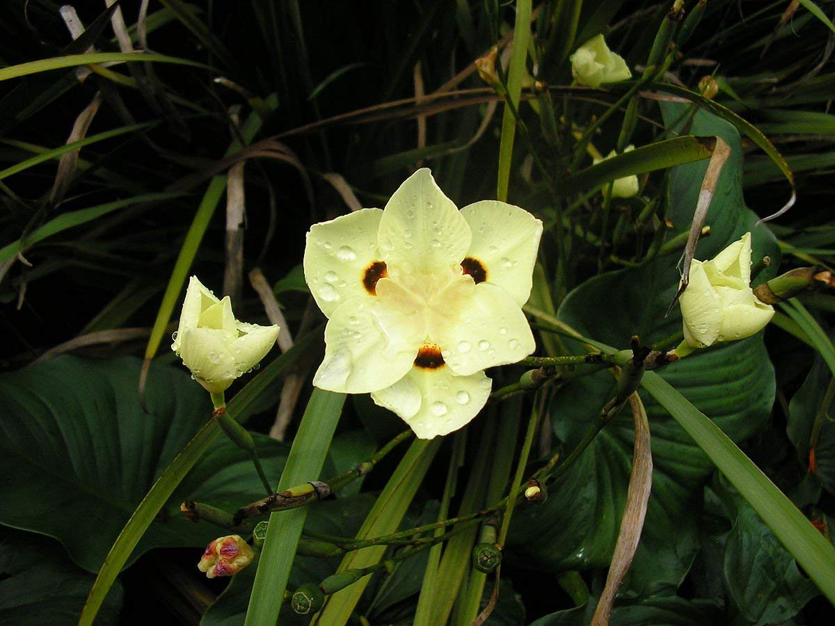African Iris Yellow - 3 Live Plants - Dietes Vegeta - Drought Tolerant Groundcover Grass
