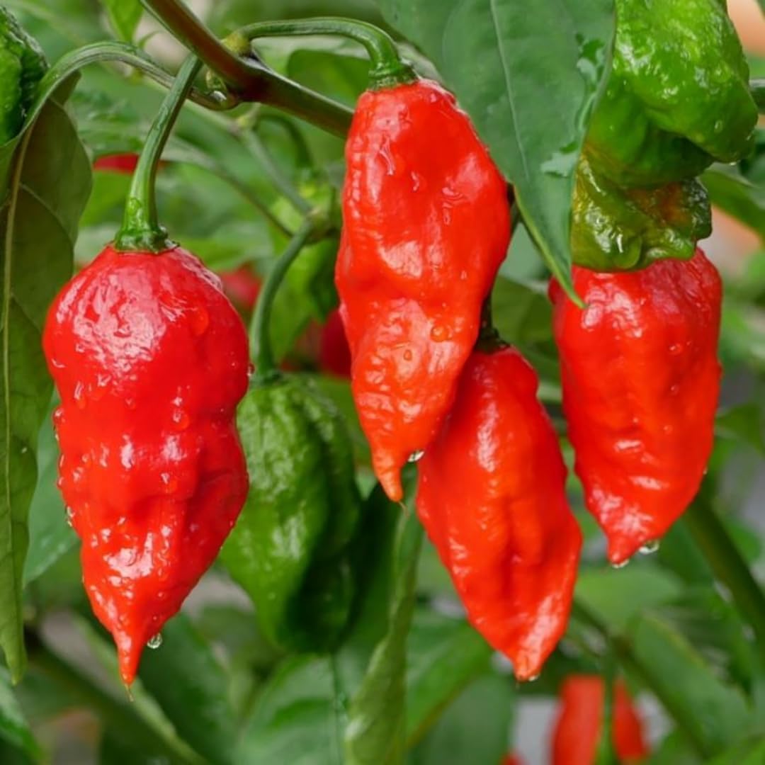 Bhut Jolokia Chile Ghost Pepper Plant Live in 2.5 Inch Pot for Planting Outdoor