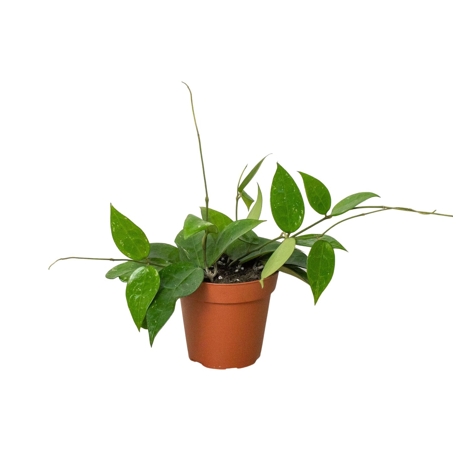 Hoya 'Black Margin' | Live Plant for Indoor & Outdoor | for Living Room, Office, Bathroom | (4" Pot)