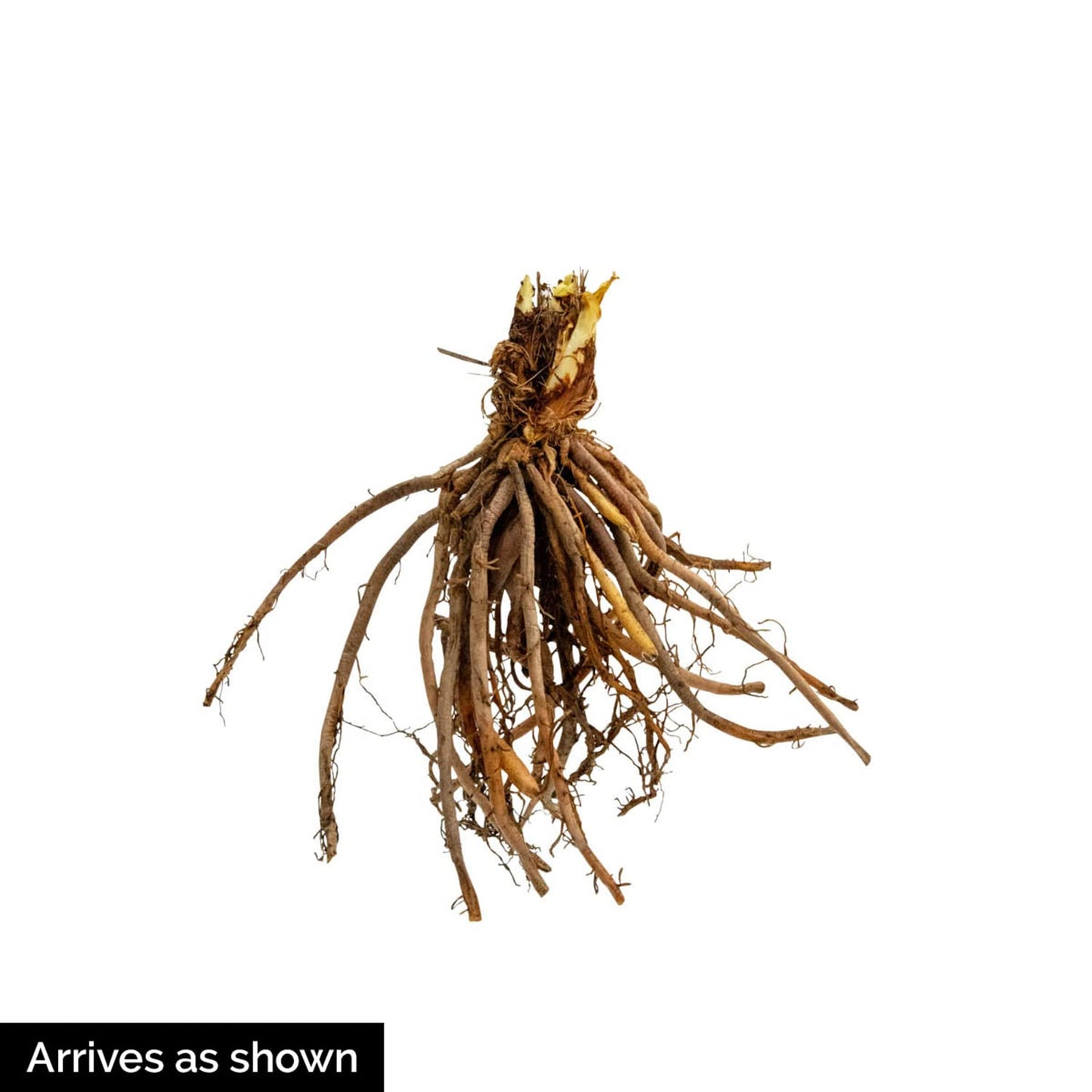 GARDENS ALIVE - Kiwi Spearmint Hosta Dormant Bare Root Perennial Starter Plant Roots, 3 Plants per Offer