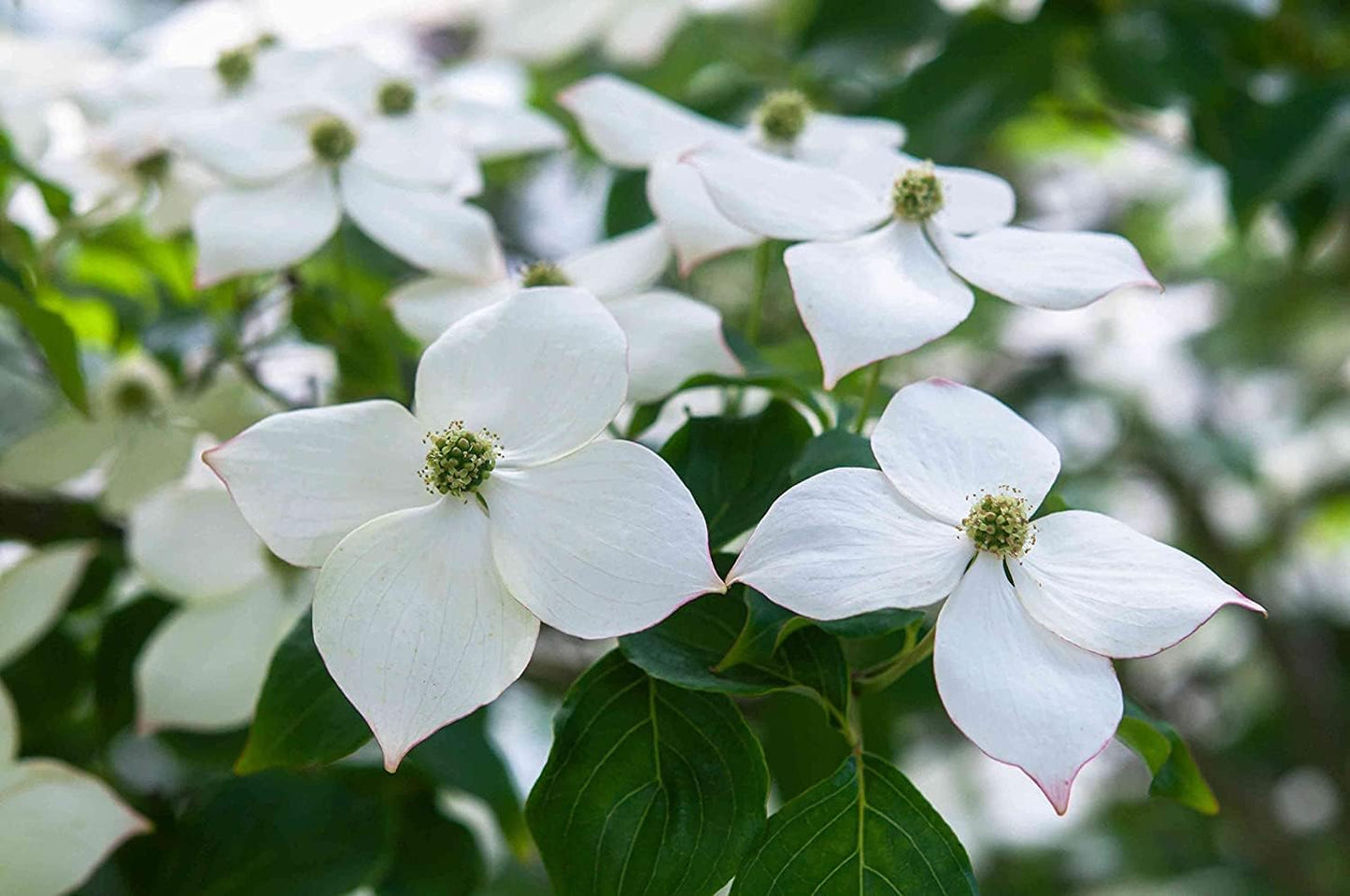 White Flowering Dogwood Tree, Cornus Florida 8" to 10" Talll Potted Plant