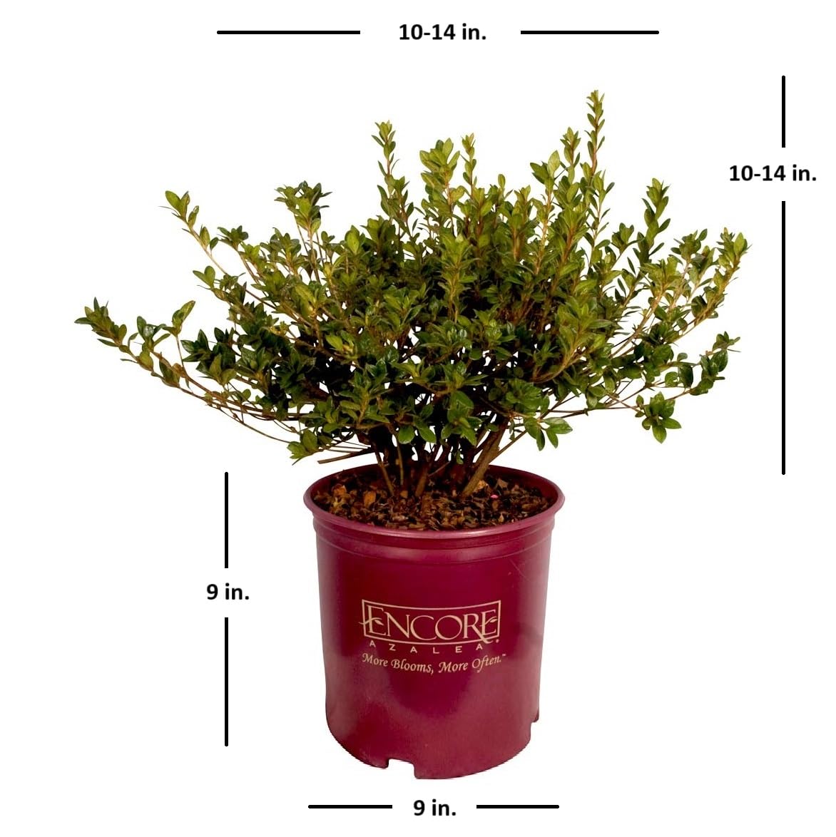 Encore Azalea Autumn Monarch (2 Gallon) Orange - Pink Flowering Shrub - Full Sun Live Outdoor Plant