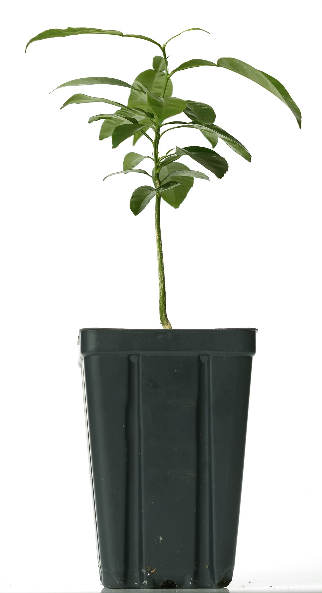 Gerald Winters and Son Yuzu Citrus Tree - XL. Junos. 5'' 8'' Green
