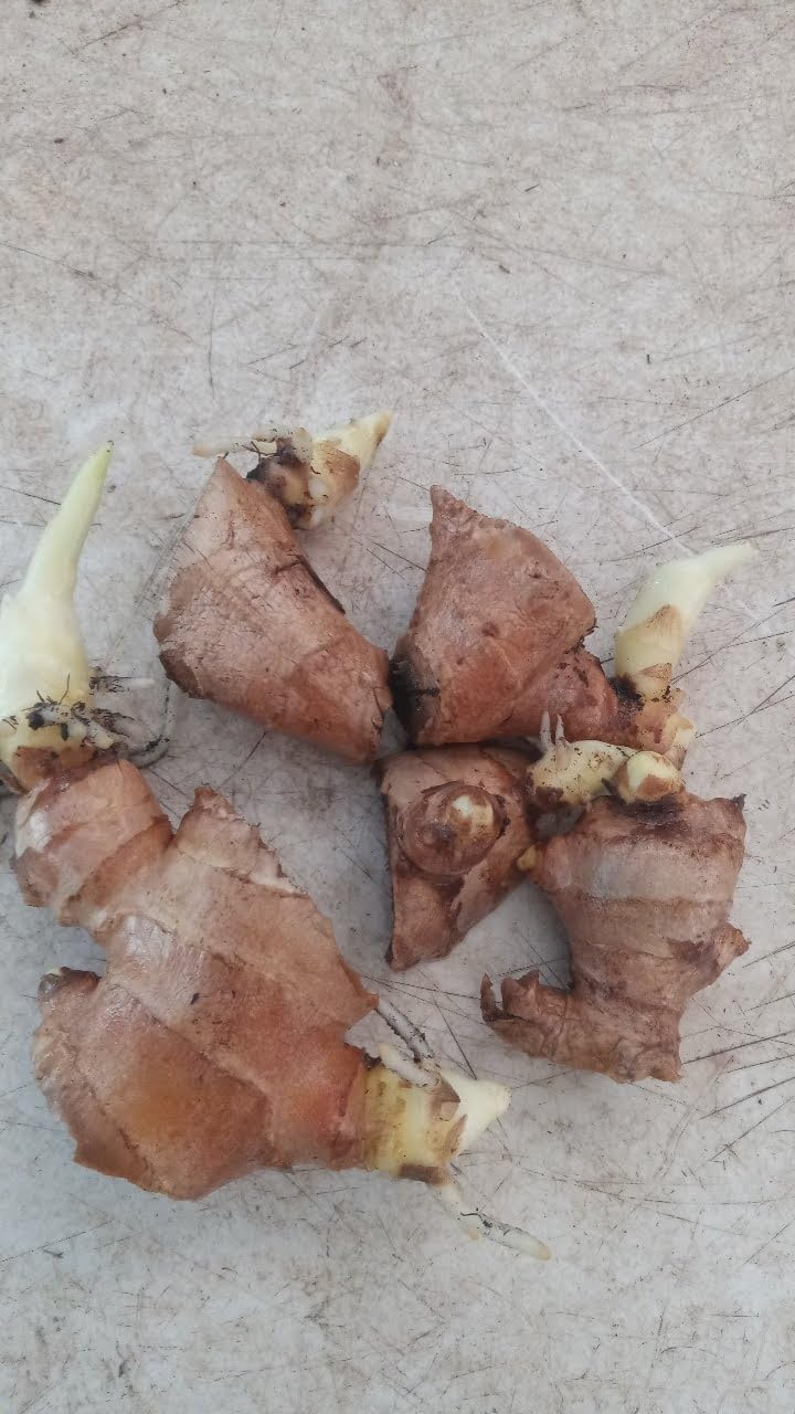 3 Live Sprouting Ginger Roots - Ready to Plant Zingiber officinale Rhizomes - Indoor/Outdoor Container Friendly Culinary Herb - Fast Growing High-Yield Harvest