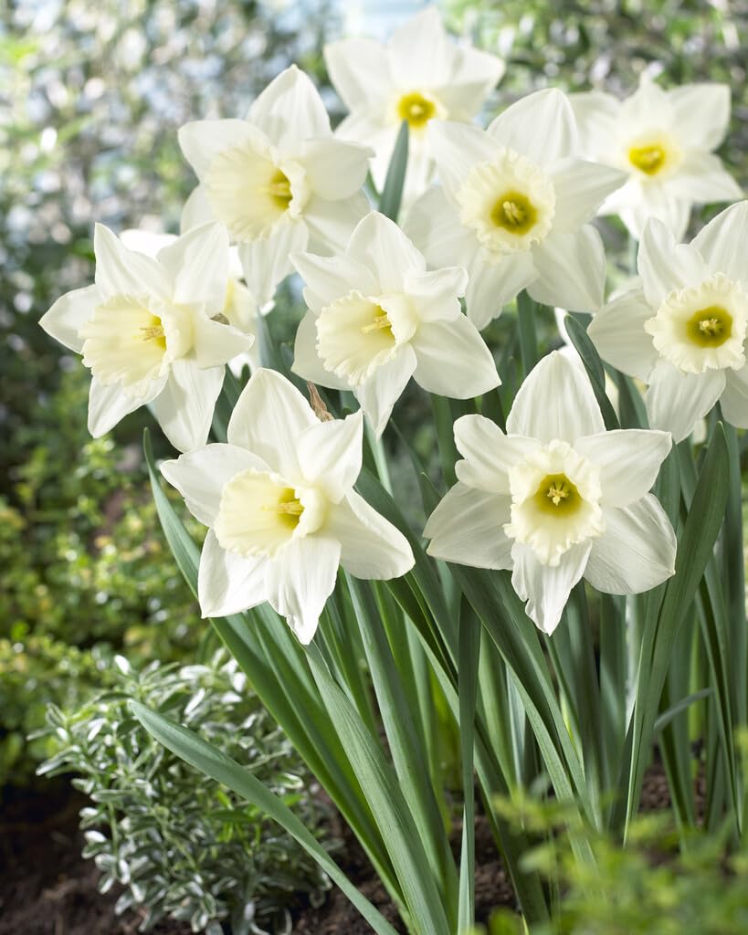 Mount Hood Large Trumpet Daffodil Bulbs for Planting - Large White Elegant Blooms (5 Bulbs)