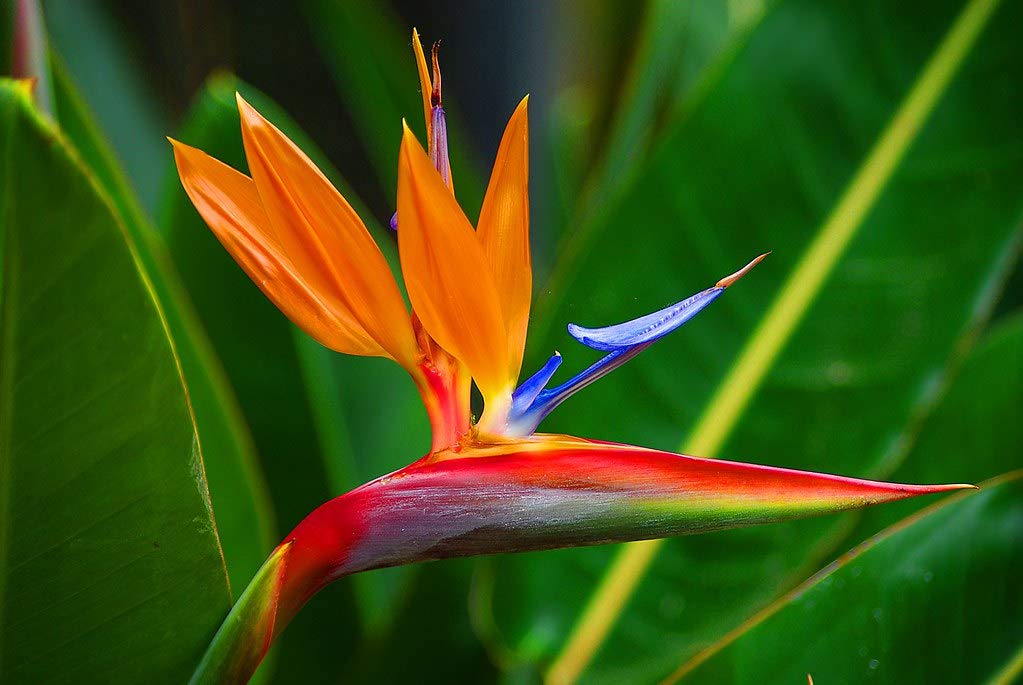 Bird of Paradise Hawaii Strelitzia Starter Plant A