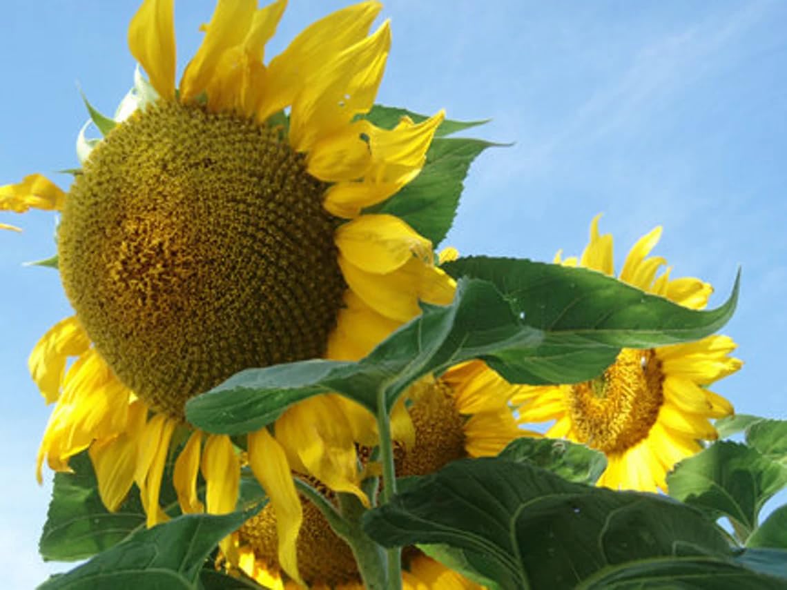 100 Seeds Organic Titan Sunflower Seeds; Helianthus annuus; 12' Tall with Huge 18-24" Heads
