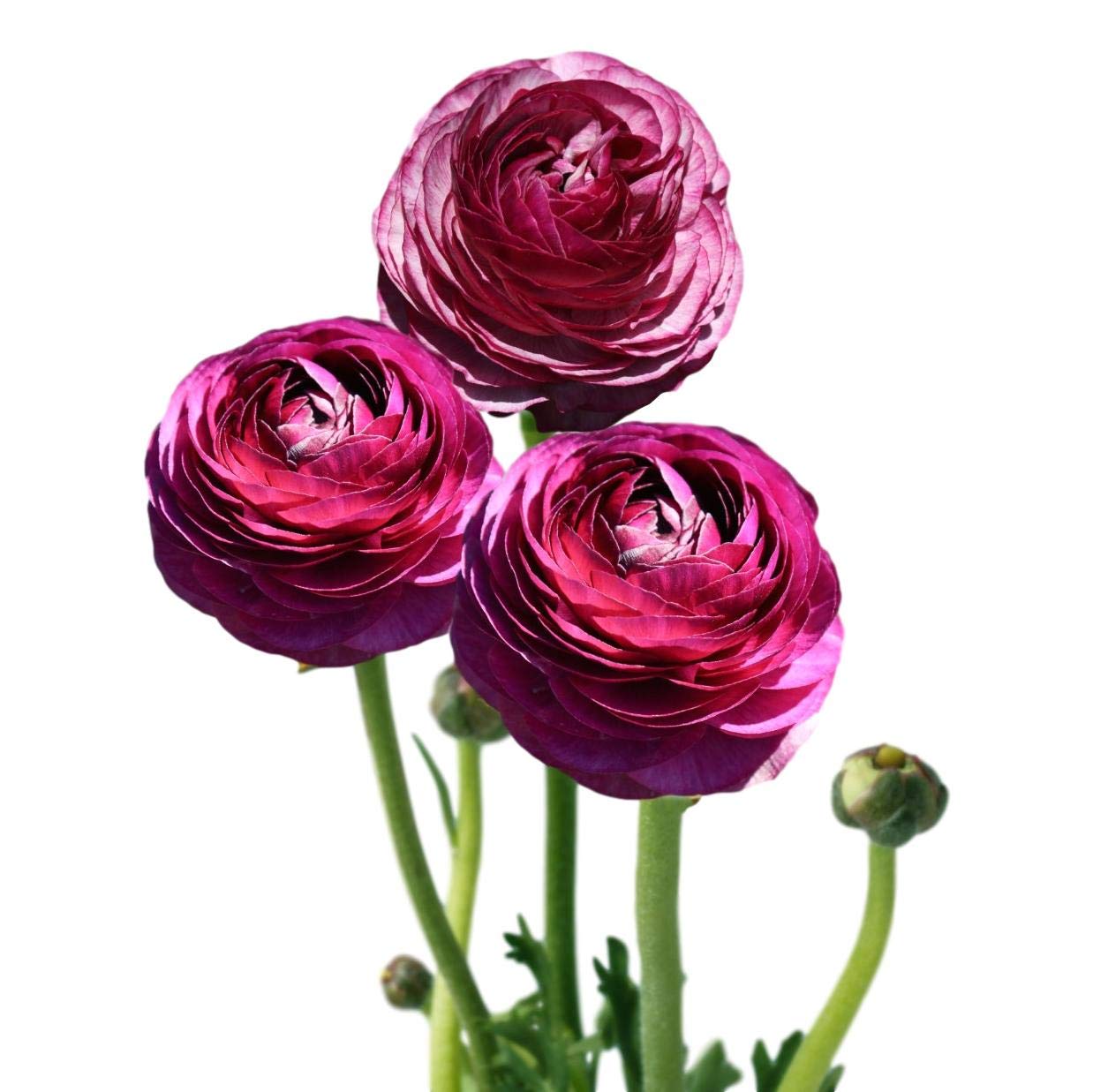 Easy to Grow Ranunculus Tecolote Merlot 10 Flower Bulbs - Spring Purple & White Blooms in Sun, Carlsbad Flower Fields, Great for Cutting