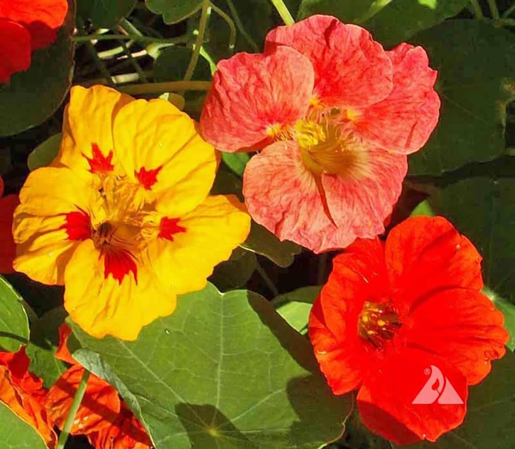Climbing Single Mix Nasturtium Seeds - Great on Fences