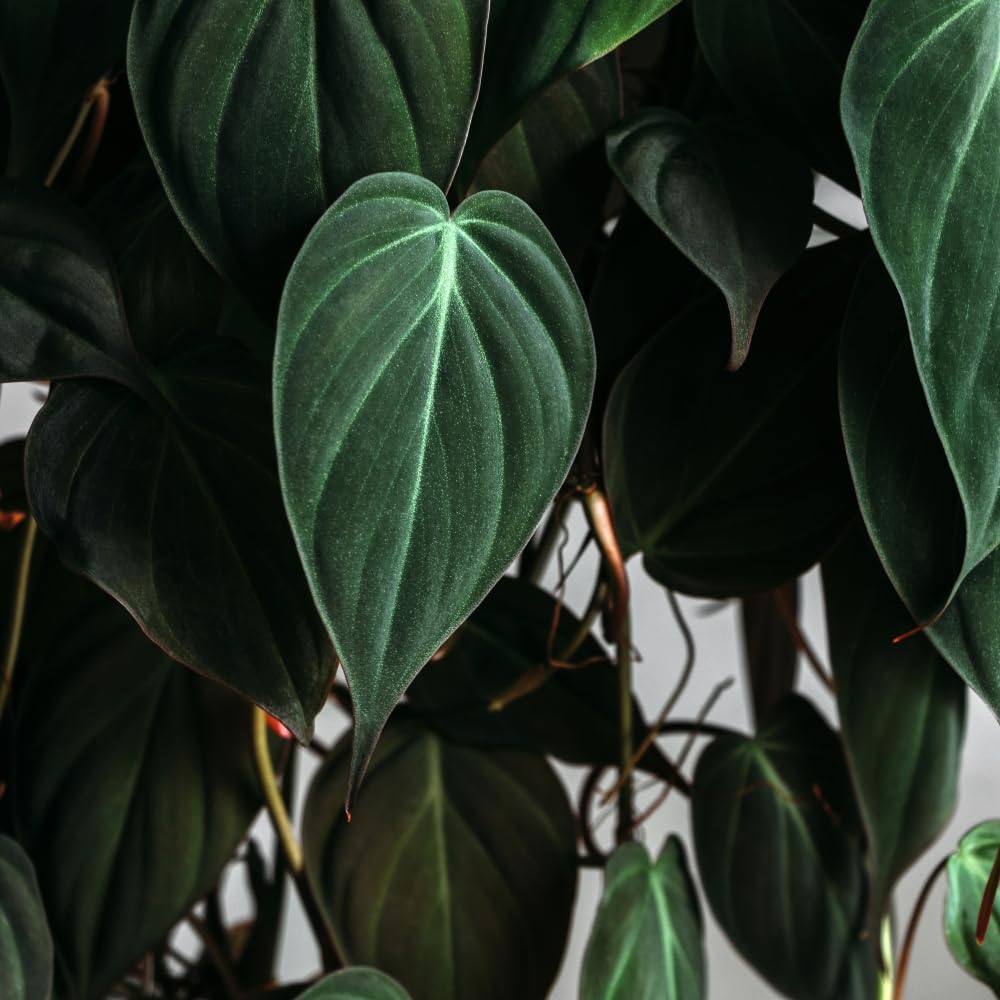 Philodendron Micans – Live Plant in 2 Inch Pot – Easy to Grow Velvety Heartleaf Philodendron Starter Houseplant