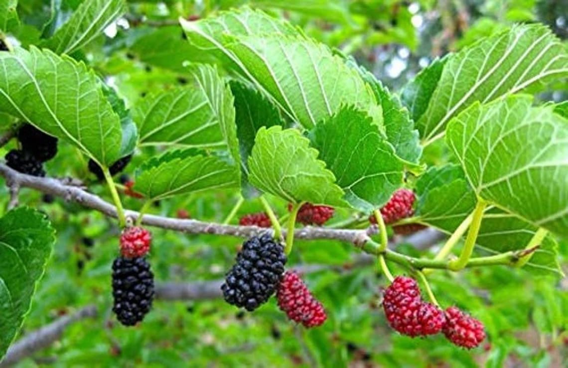 1 Red Mulberry Tree Live Starter Plant - Morus Rubra - Native American Fruit Tree with Delicious Berries