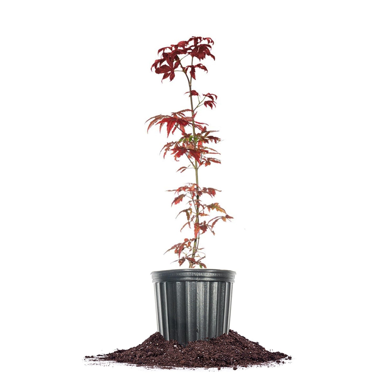 PERFECT PLANTS Bloodgood Japanese Maple Tree 1 Gal. | Live Plant for Beautiful Autumn Color | Red Leaf Colors Year Round | Small Deciduous Trees for Privacy