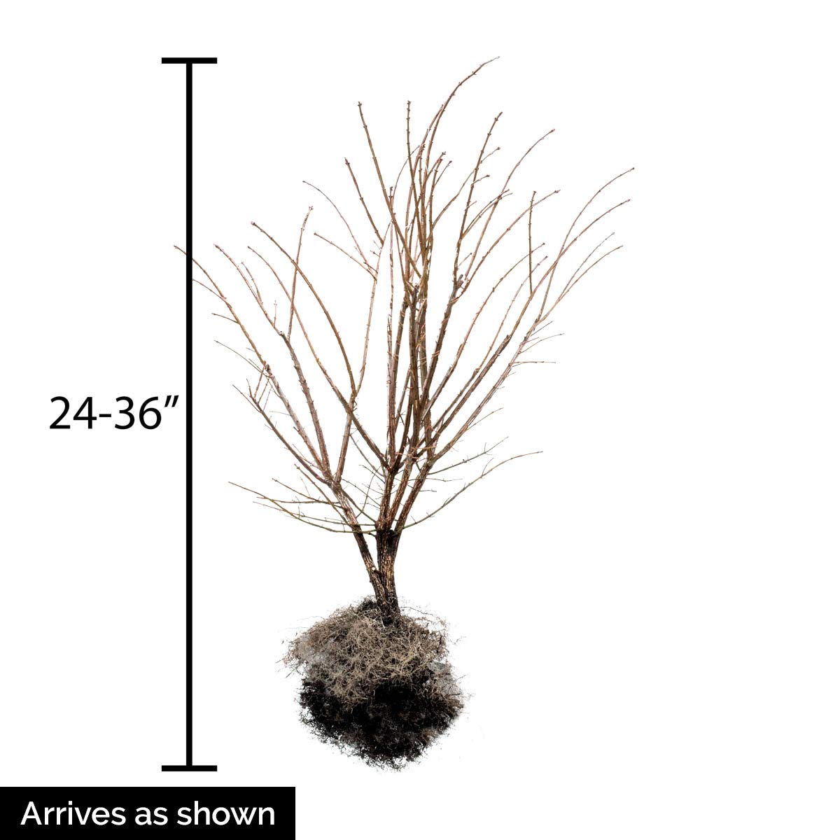 Burning Bush (Euonymus), Dormant Bare Root Shrub, Green Foliage Turns Red in Fall, 2 to 3 feet Tall (1-Pack), Due to State restrictions we Can't Ship to MA, MD, ME, MN, NH, NY, VT, WI