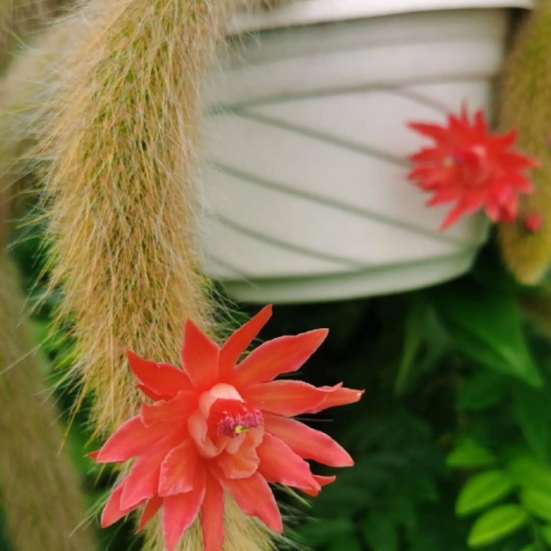 Monkeys Tail Cactus Live Plant, Well-Rooted Size 6-8 Inches Live Monkey Tail Cactus, Zones 9-11