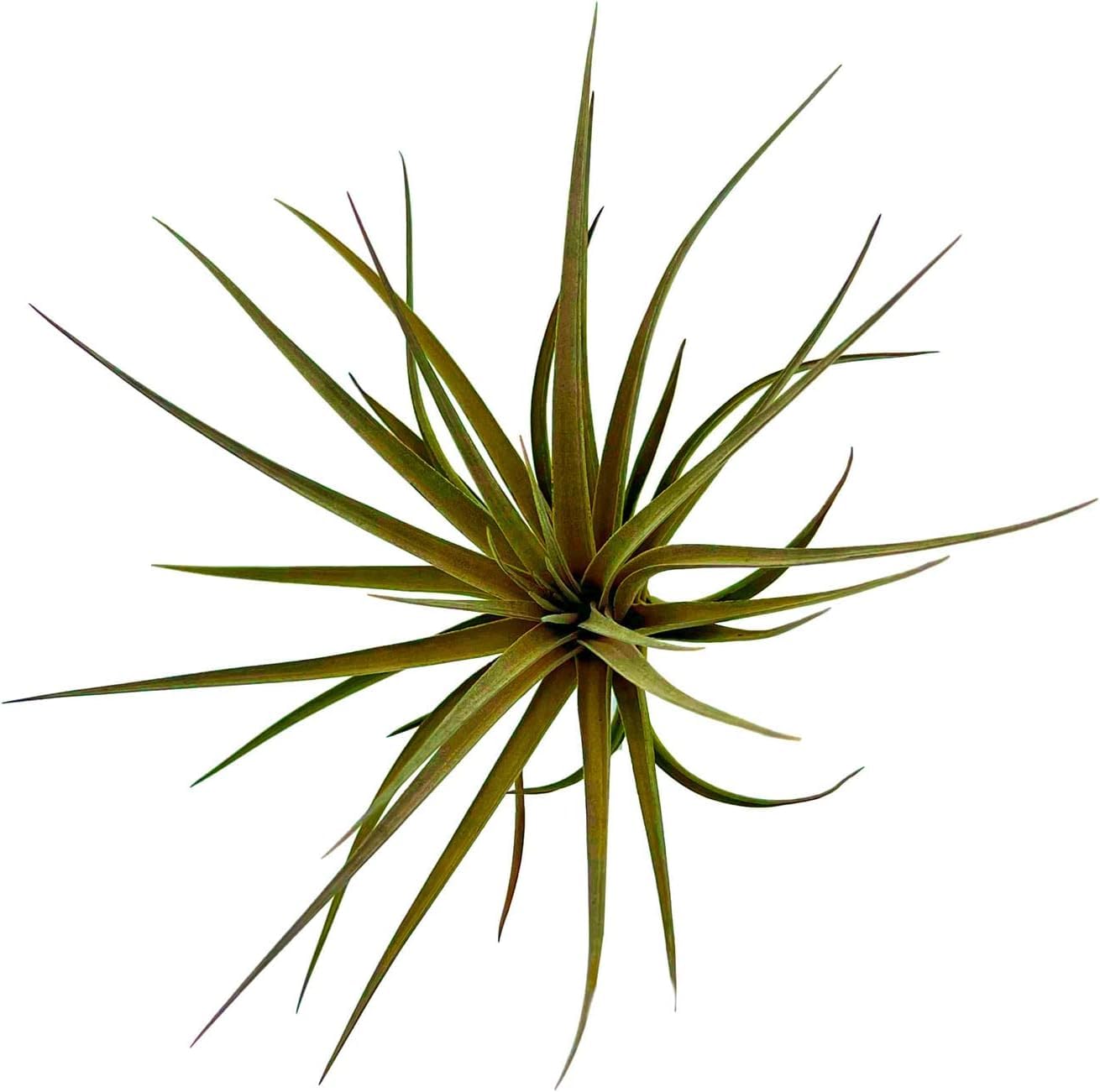 Air Plants - Flowering Tillandsia Stricta Large 5" - 3ct - Live Arrival Guaranteed - House Plants for Home Decor & Gift