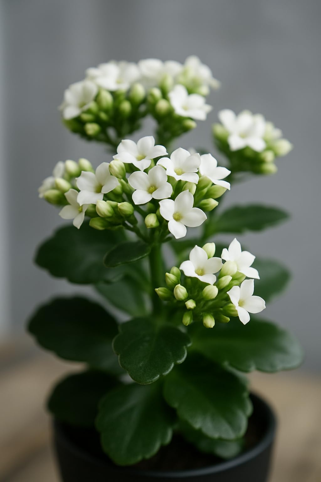 White Kalanchoe Starter Live Plant in 2 Inch Pot - Kalanchoe blossfeldiana Starter Plant