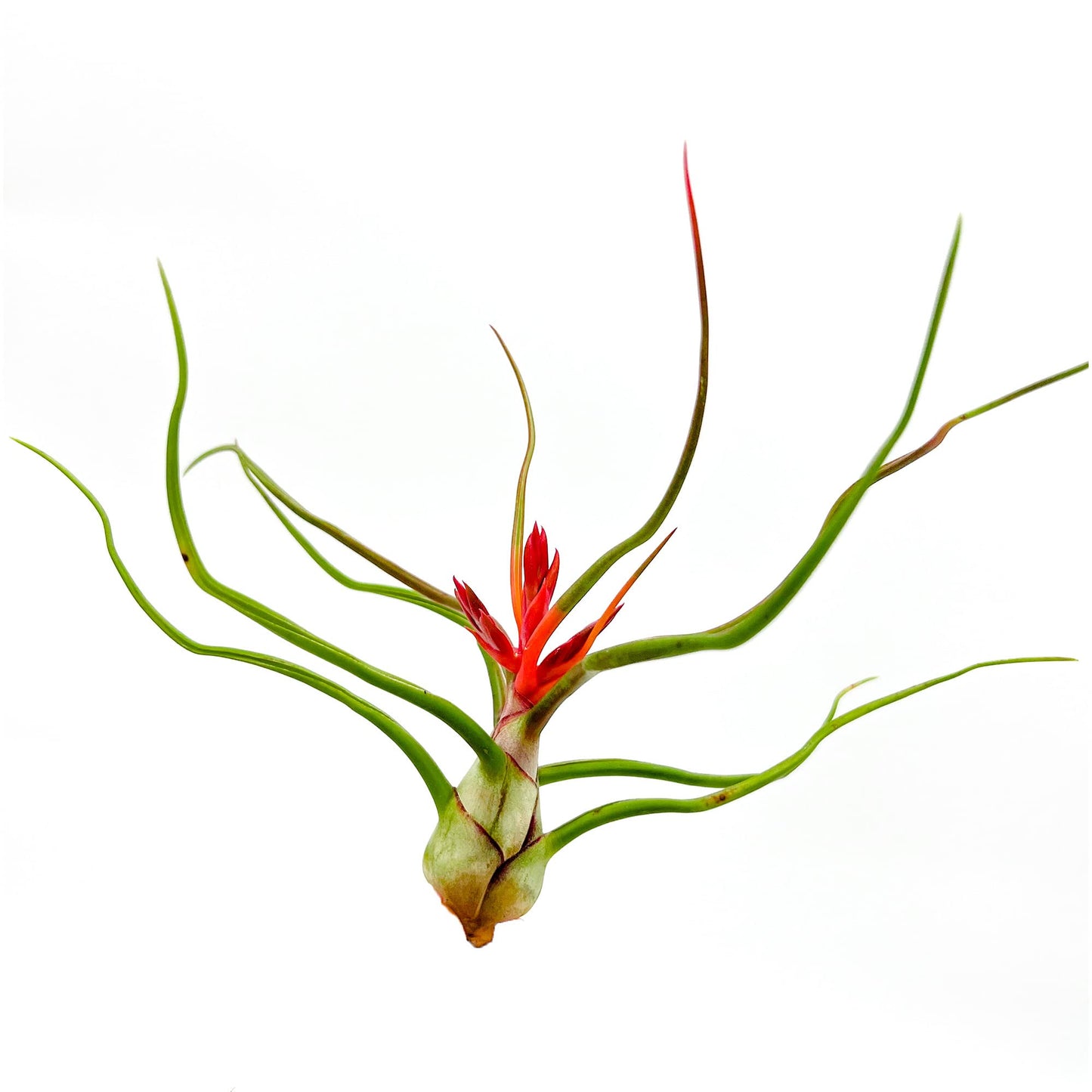 ragnaroc Air Plants - Flowering Tillandsia Bulbosa Belize, Giant 7-9" - 5ct - Live Arrival Guaranteed - House Plants for Home Decor & Gift