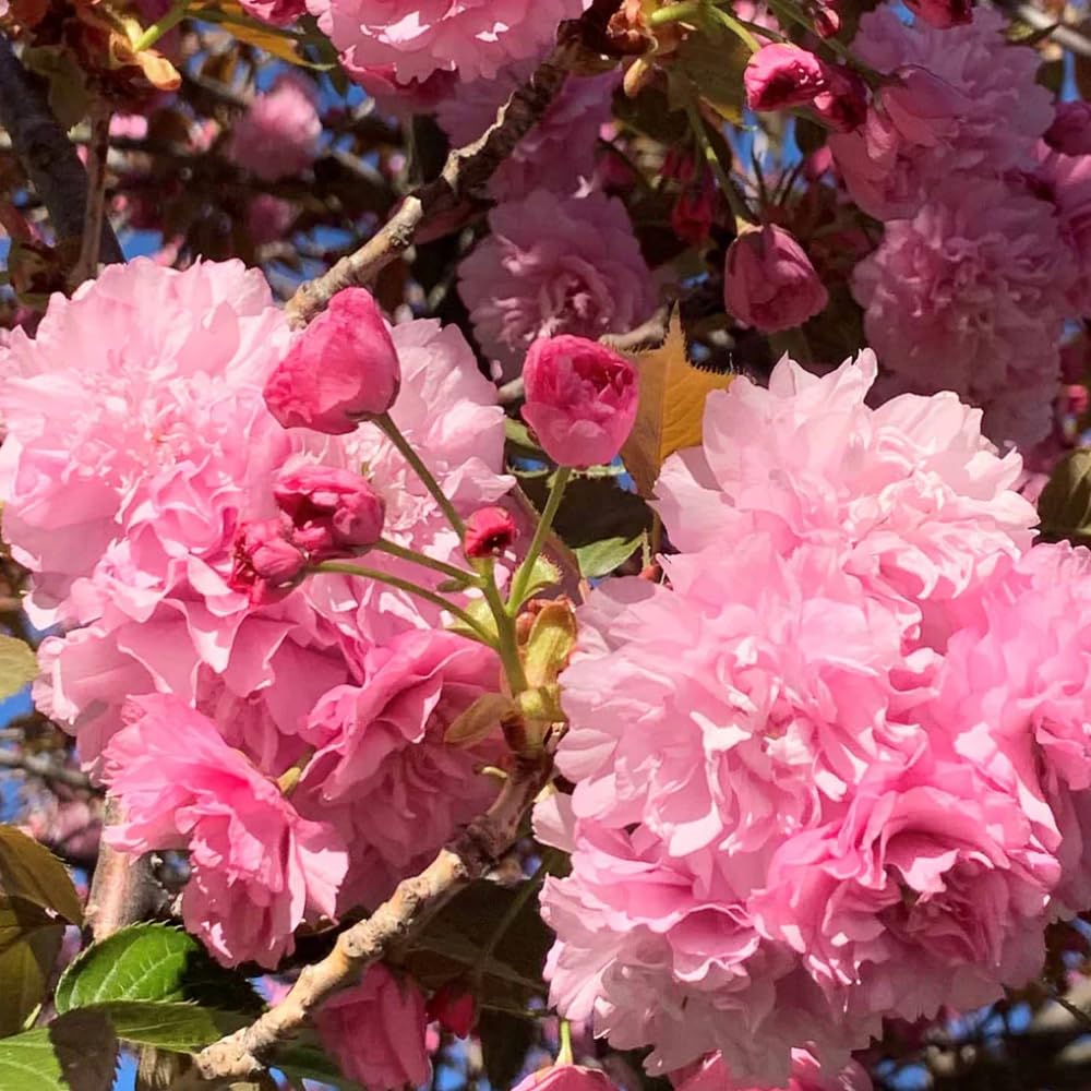 Cherry Blossom Tree Live Plant, 8-12" Tall, Ornamental Flowers for Outdoor Planting, in Pot (Double Pink Cherry)