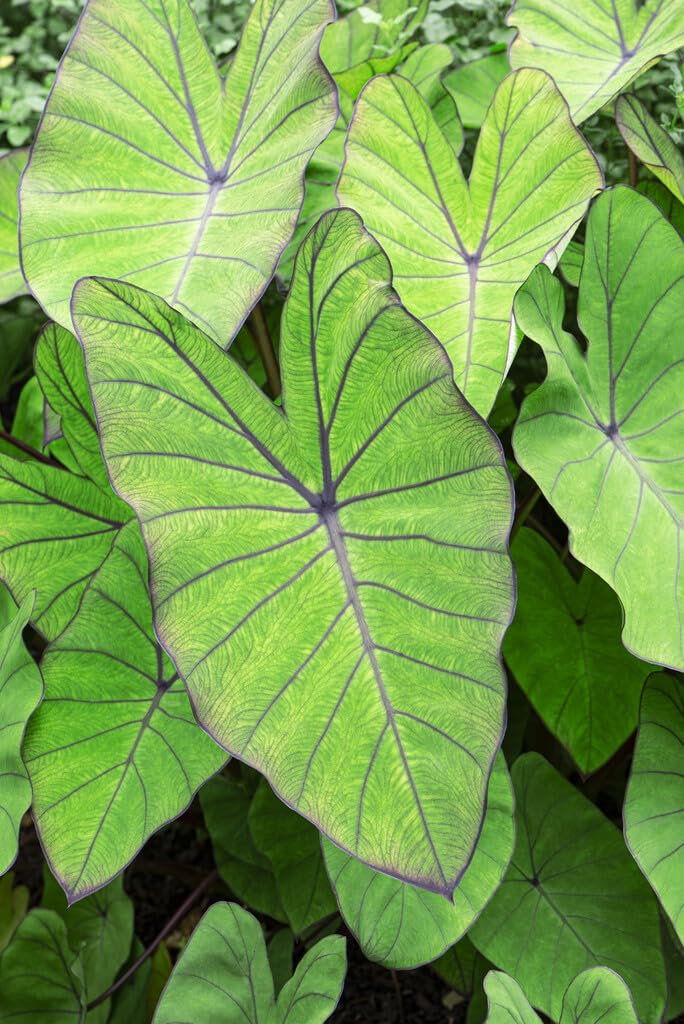 Blue Hawaii Elephant Ear Bulbs for Planting - Grow Stunning Colocasia Esculenta (1 Bulb)