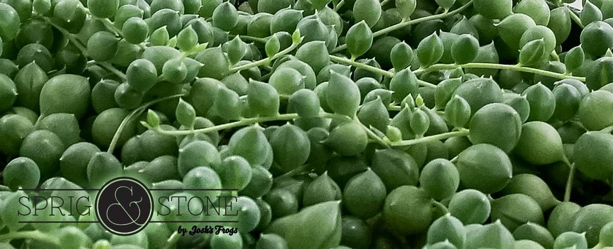 Josh's Frogs Senecio rowleyanus - String of Pearls (Green)