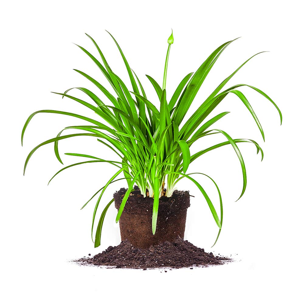 Blue Agapanthus 1 Gallon