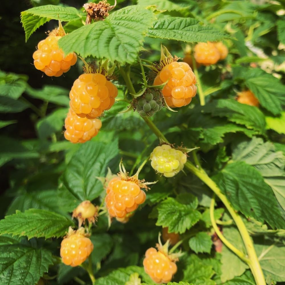 2 Fall Gold Raspberry Plants Live, Sweet Raspberry Bush Shrub to Grow, Well-Rooted 4-8" in Tall, Cold Hardy