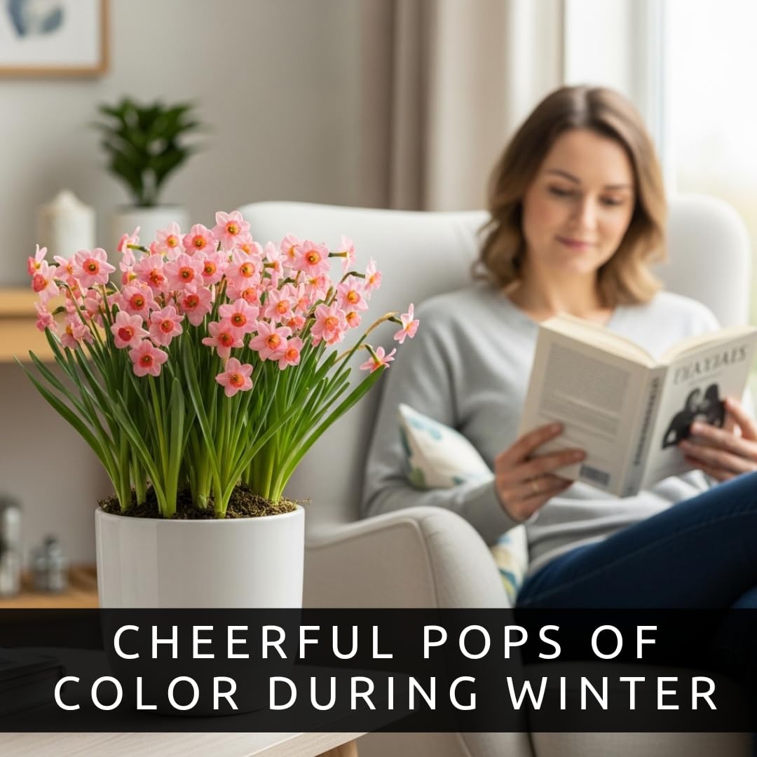 Indoor Pre-Chilled Pink Pony Daffodil Bulbs for Forcing Indoors - Easy to Grow in Water Indoors - Prechilled Indoor Bulbs - Bright Blooms During Cold Winter - Holiday Hostess Gift (5 Bulbs)