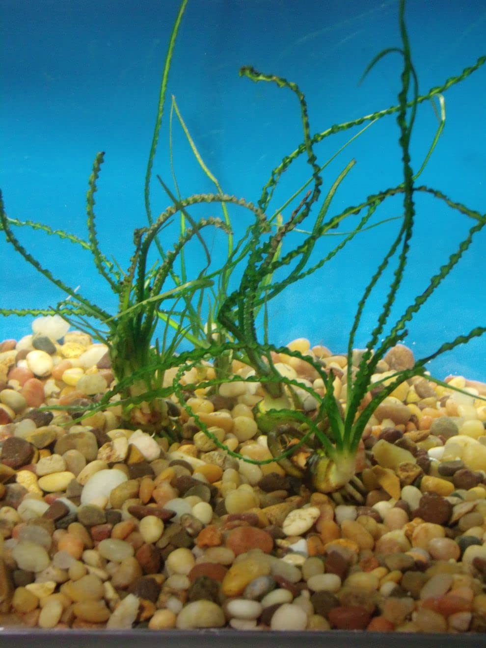 Marcus Fish Tanks Crinum Calamistratum Easy to Grow Hardy Live Aquarium Plant Betta Fish Plants