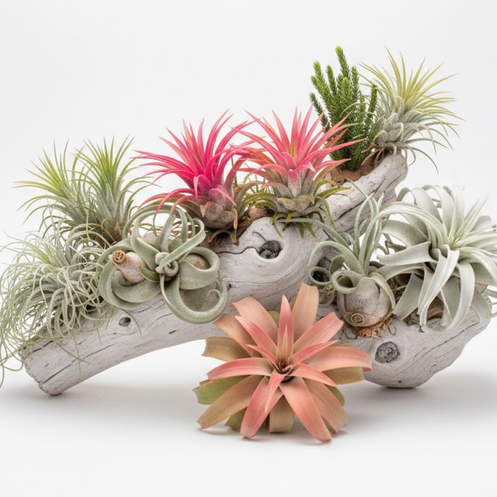 Pack 12 Mixed Ionantha Air Plants, Live Tillandsia, Bulk Airplants, Easy Care Houseplants for Indoor and Outdoor Planting
