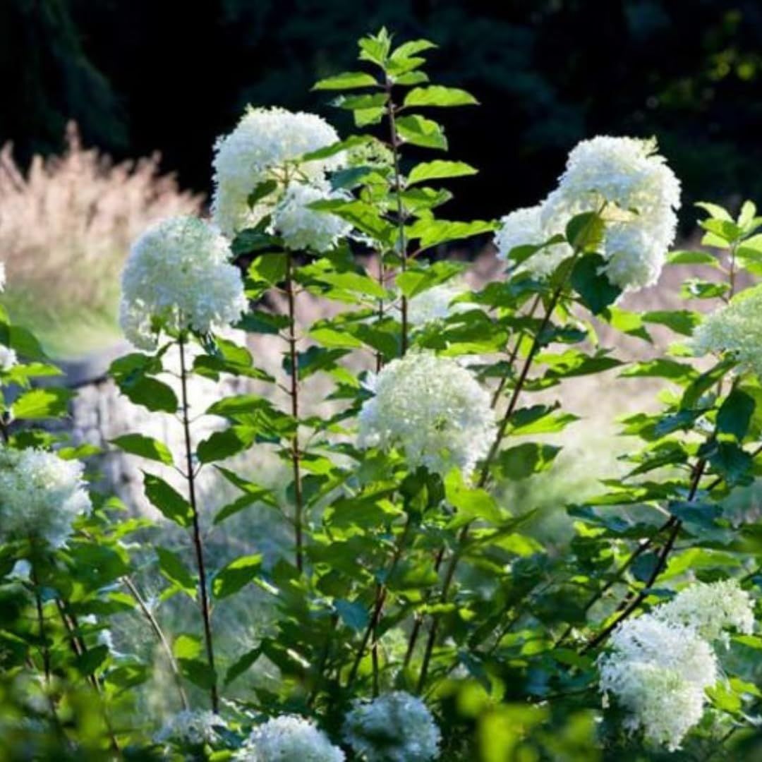 Hydrangea Live Plant Bush Shrub for Planting, 1 Year Old Hydrangea Tree Plant for Outdoor Planting, Change Color Flower Blooms (Pink to White)