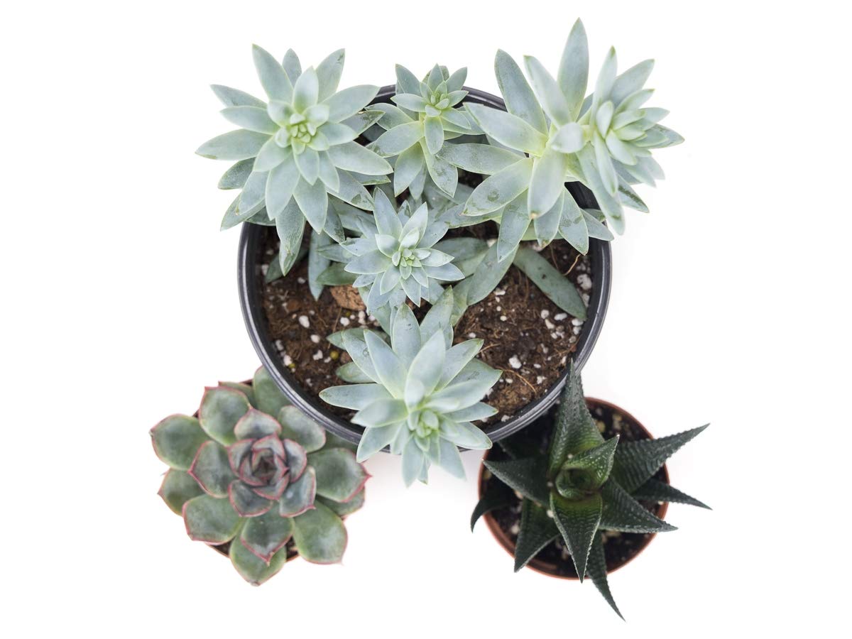 Josh's Frogs Desert Plant Kits for Arid Bioactive Terrariums (Extra Small)