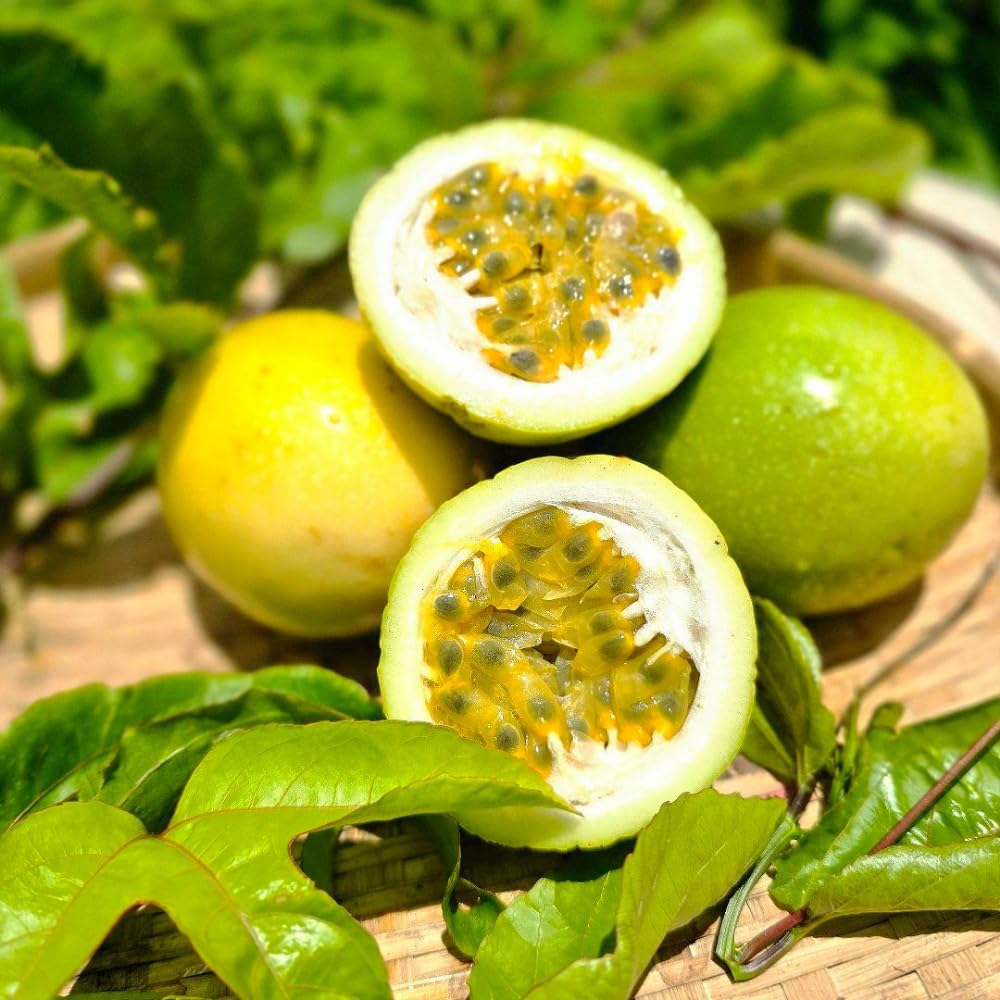 Passion Fruit Plant Live, Passion Fruit Tree Live Plant, 5 to 7 Inches Tall, Sweet Tropical Fruit Vine, Passionfruit Plants for Outdoor Garden (Yellow)
