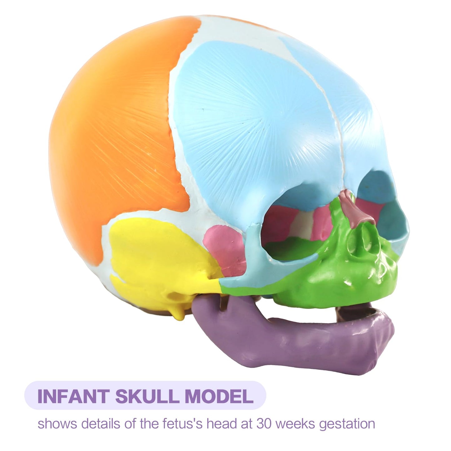 HADWYN 2026 New Life Size Human Infant Skull Model,Anatomy Fetus Brain Head，Baby Skull Model for Medical Teaching Learning, Learning Education Display Tool, Hand Painted