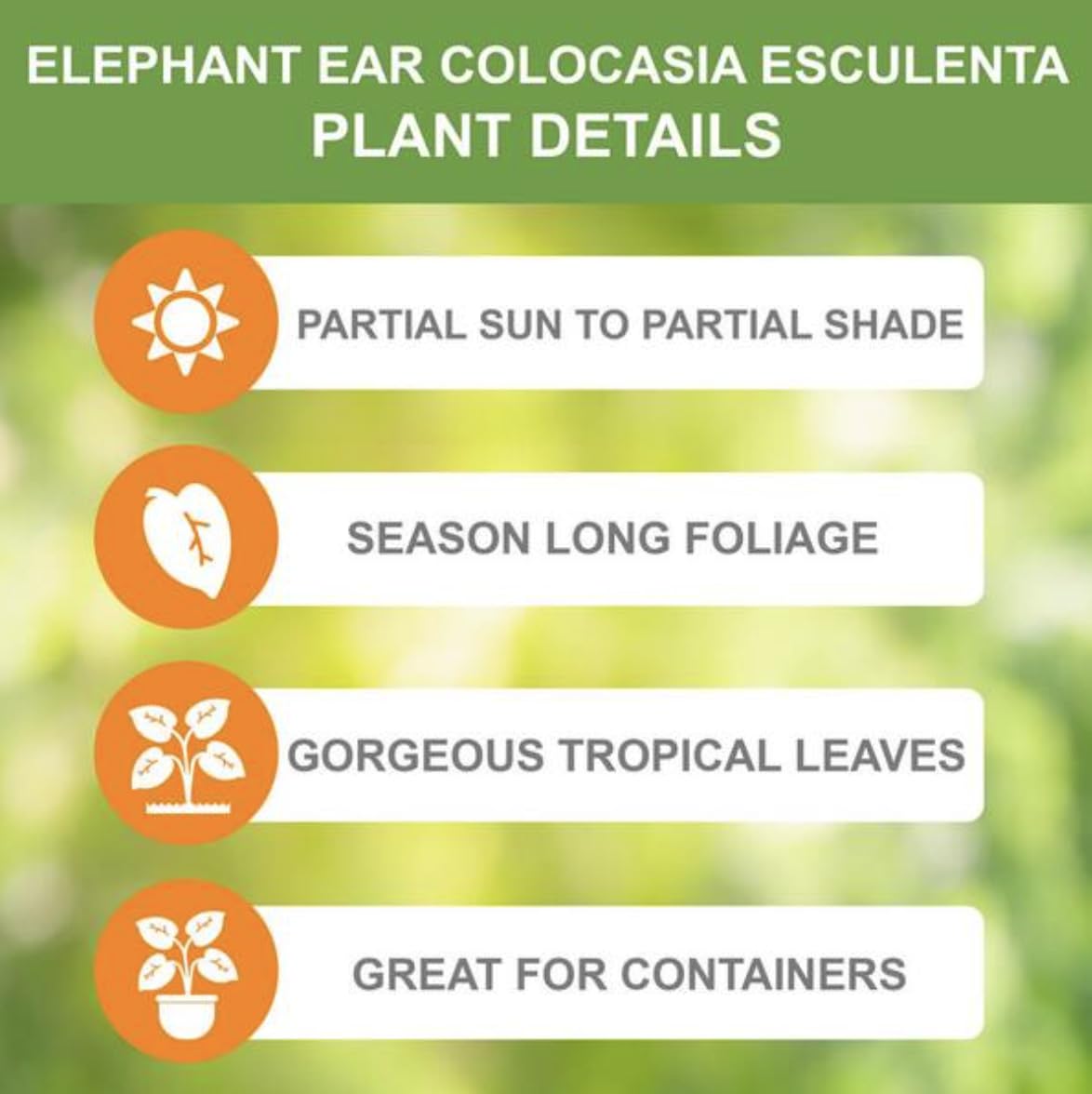 20 Green Elephant Ear Taro Bulbs - cocoyam, dasheen, eddo, Egyptian Ginger, IMO, kalo, colocasia antiquorum, IMO, Dalo, Taro