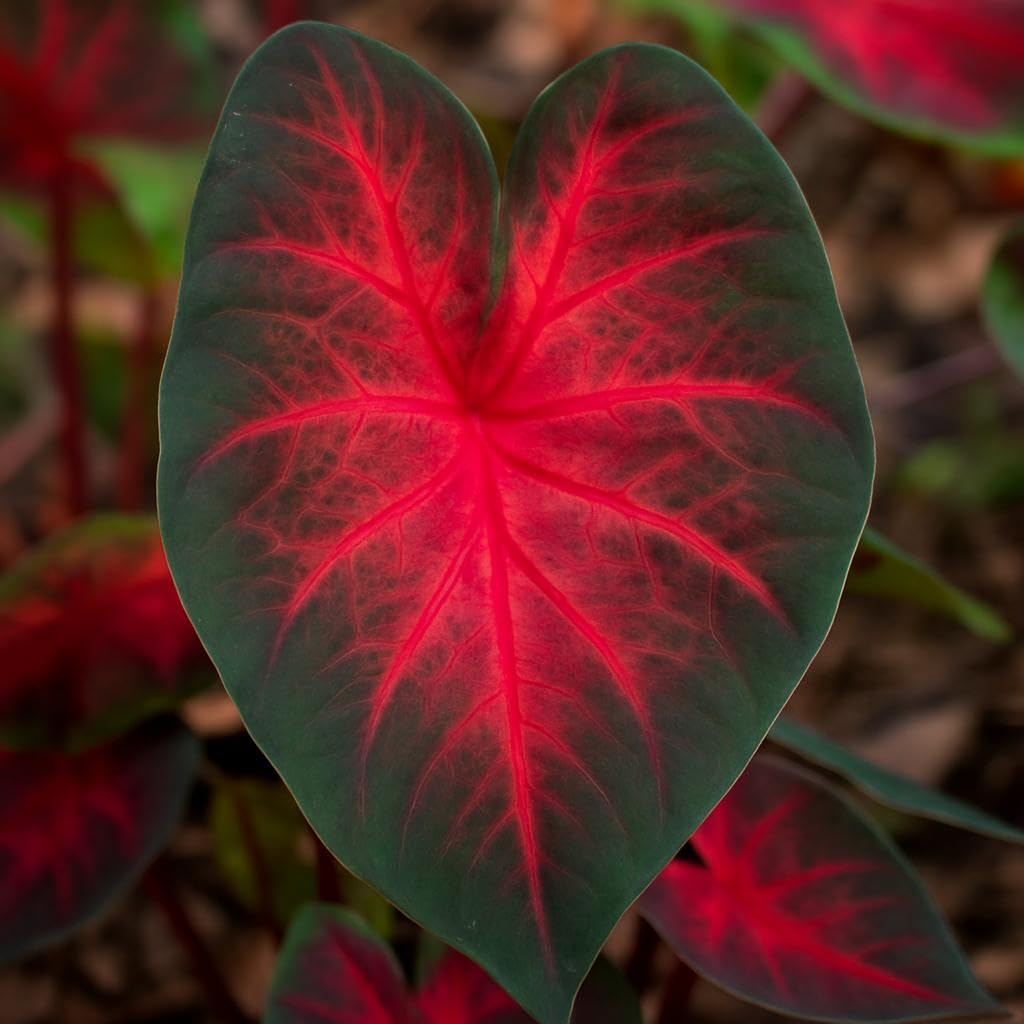 10 Dragon Heart Caladium Bulbs for Planting - Perennial Hosta, Elephant Ears, Fancy (10 Bulbs)