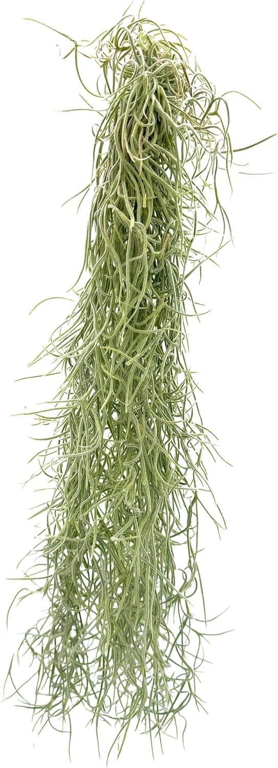 ragnaroc Tillandsia Usneoides ‘Thick-Colombian Spanish Moss’ - ragnaroc Indoor Tropical Plant 16” / 3 oz - Live Arrival Guaranteed - Live Air Plant & House Plants for Home Decor & Gift