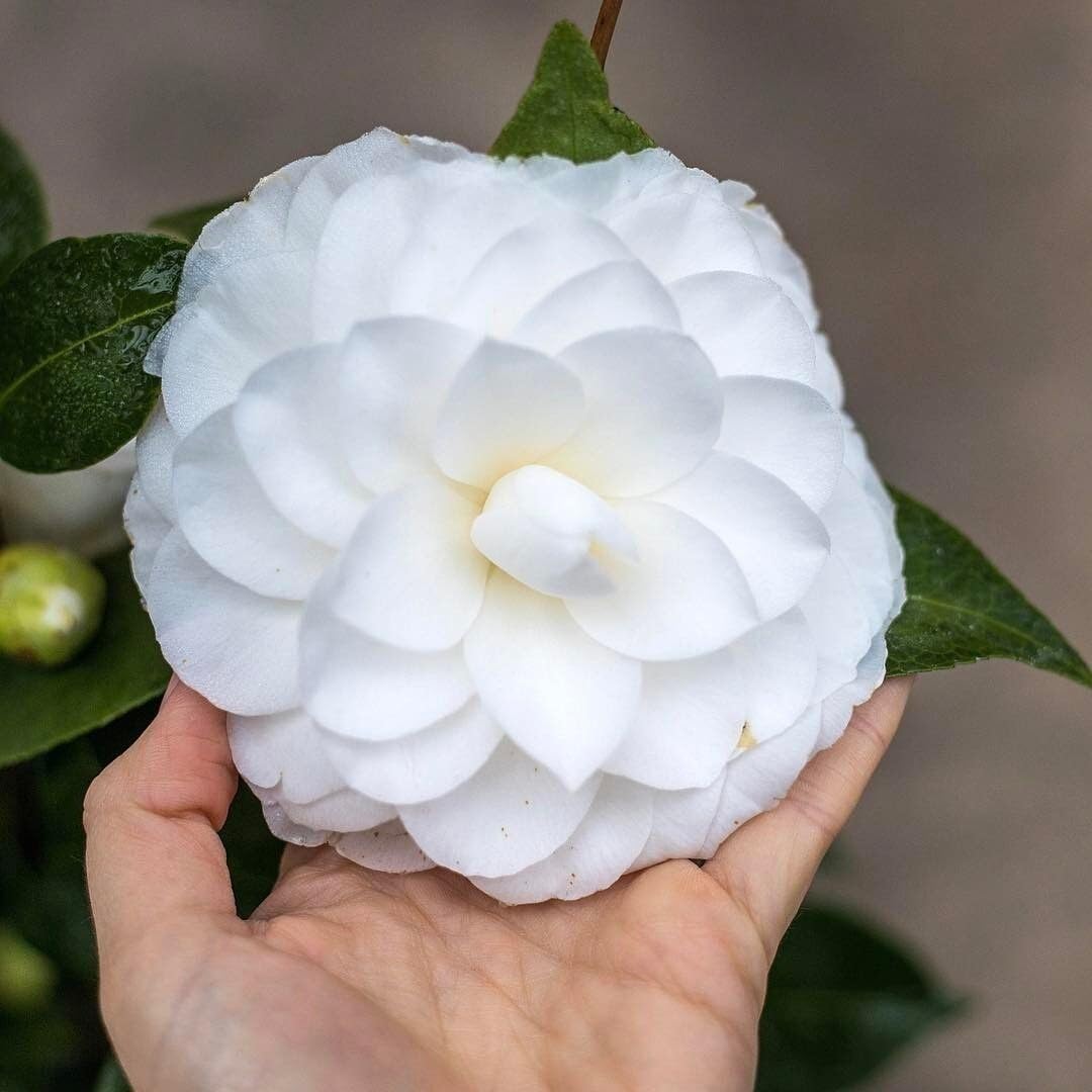 Live Plant - Nuccio'S Gemcamellia Japonica-Live Starter Plant